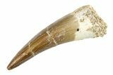 Fossil Plesiosaur (Zarafasaura) Tooth - Morocco #297929-1